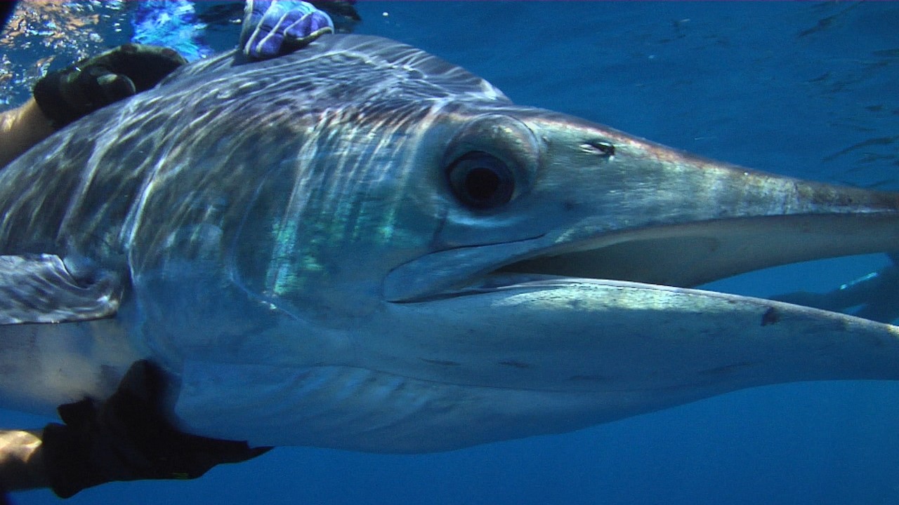 http://media.natgeotv.com/Shows/8830.jpg