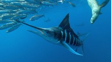 極限釣魚 Hooked show