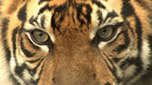 Sumatra's Last Tigers: Episode 999