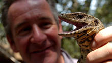 Jaguar Adventure show