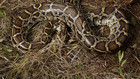 Python Hunters