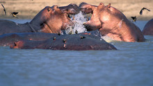 Zambezi program
