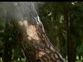 Kulomet video