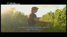 Il Sudafrica in bottiglia video