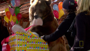 Happy Birthday Brutus video