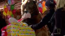 Happy Birthday Brutus video