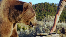 Diva Bear video