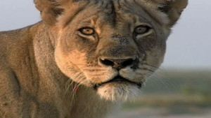 La dernière lionne vidéo