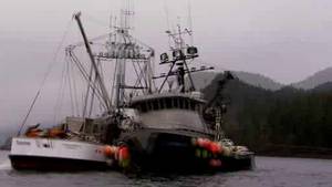 Herring Fleet video