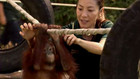 En compagnie des grands singes avec Michelle Yeoh