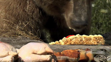 Gormet Grizzly Feast video
