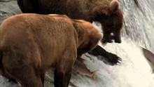 Grizzly Fishing Trip video