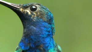 Le colibri vidéo