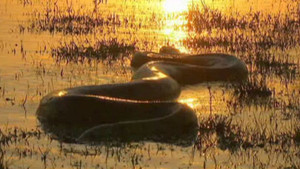 Anaconda : un méga prédateur vidéo