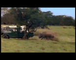 Wildes Afrika Video