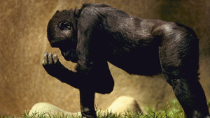 Gorilla video