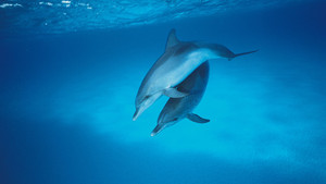 Dolphin video