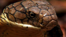 Les secrets du cobra royal vidéo