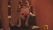 Reggie, Diva, Rocco & Vito und Mugsy Video