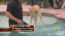 ATF K-9 Gavin Video