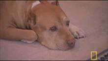 Gizmo und Indigo, Diego, Valley & Whiskey Video
