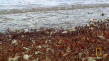 Millions of Crab Babies video