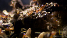 Red Crab Marathon video