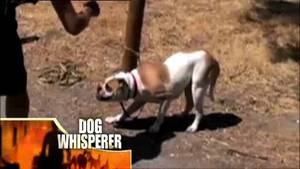 Buldog Bela video