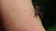 Weaver ants video