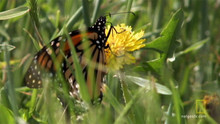 Butterfly Tag video