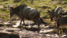 Dying Wildebeest Baby video