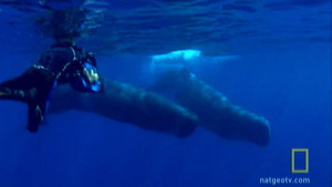 Swimming with Whales video