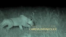 La nuit rêvée des lions vidéo