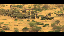 Great Migrations Intro video