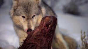 Inside The Wolf Pack video