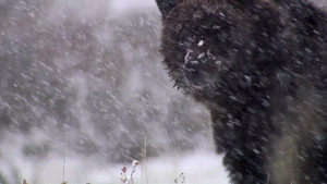 Yellowstone Spring video