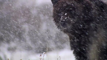 Yellowstone Spring video