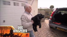 Britain's Toughest Dogs video