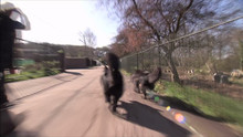 Harriet Thorpe and Cesar Millan video