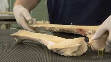 Ossa prodigiose video