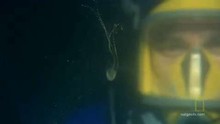 Il tocco della medusa video