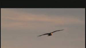 Un aigle : le pygargue à tête blanche vidéo