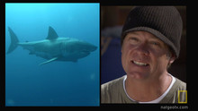Malibu Shark Hunting video