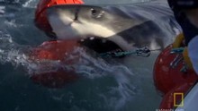 Give That Captain A Hand video