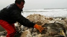 Whale Meat video