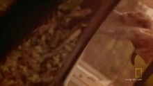 Il mito del Mapinguari video