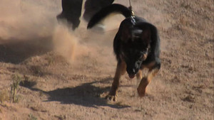 Canine Customs Officers video