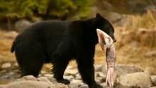 Il calamaro di Humboldt video