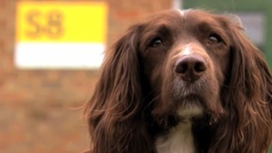Super Hounds video