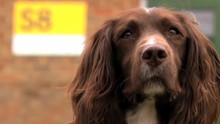 Süper Av Köpekleri video